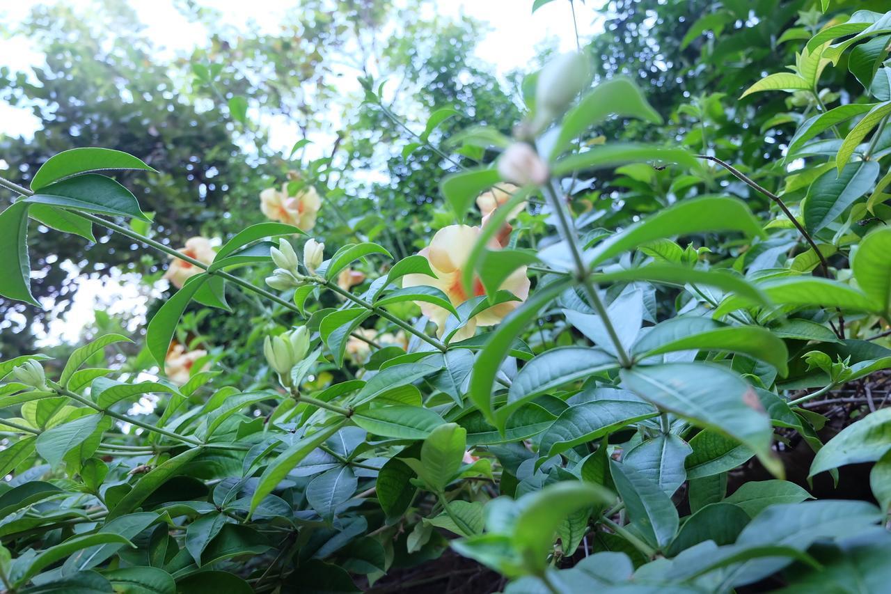 Samerdrow Khao Yai Mu Si Exterior foto